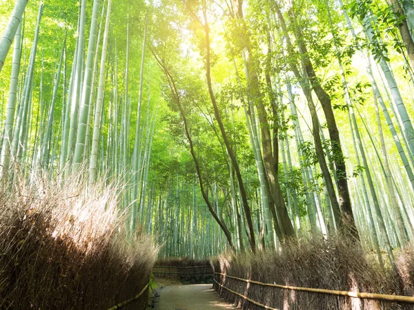 Flou abstrait et doux de la forêt de bambous verts à Arashiyama, Kyoto — Photo