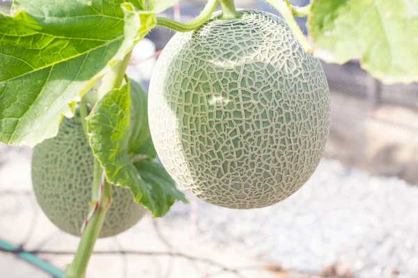 Fresh melon fruit on tree — Stock Photo, Image