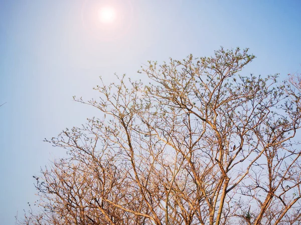 Ramo de árvore morta com céu azul para fundo — Fotografia de Stock