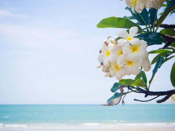 Blanco plumeria rama de flores en la playa — Foto de Stock