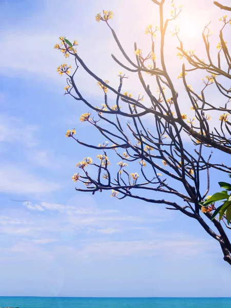 Plumeria ağaç dalı plaj ve deniz ve plaj — Stok fotoğraf