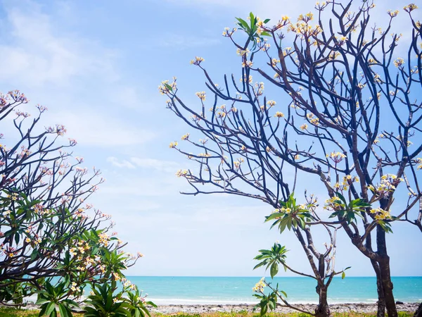 Плюмерия ветви деревьев на пляже, море и пляж — стоковое фото