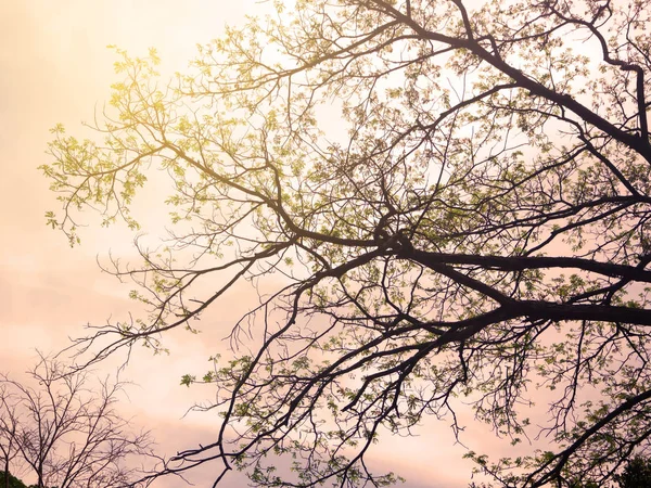Ölü ağaç dalı arka plan için Isınma filtreli — Stok fotoğraf