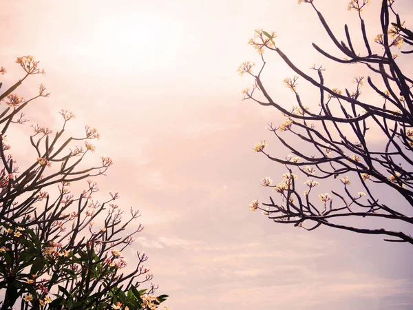 Plumeria ağaç dalı arka plan için Isınma filtreli — Stok fotoğraf