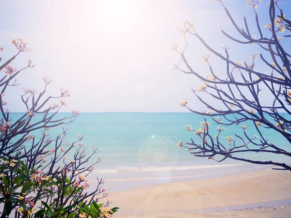 Плюмерия ветви деревьев на пляже и море и Beac — стоковое фото