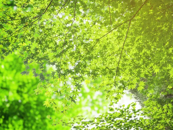 Naturalny zielony klon oddział w tle — Zdjęcie stockowe