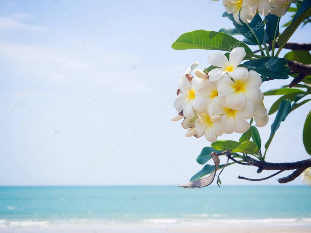 white plumeria flower branch on the beach