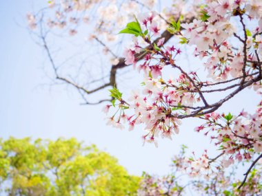 Osaka Kalesi Park bahar zamanında güzel kiraz çiçeği sakura