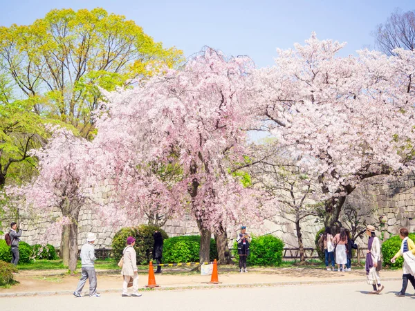 Návštěvníci těšit třešňový květ na 14 dubna 2017 v Osaka Castle Park. — Stock fotografie