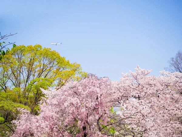 Beautiful cherry blossom sakura in spring time in Osaka castle park — Stock Photo, Image