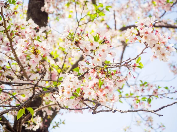 大阪城公園で春に美しい桜さくら — ストック写真