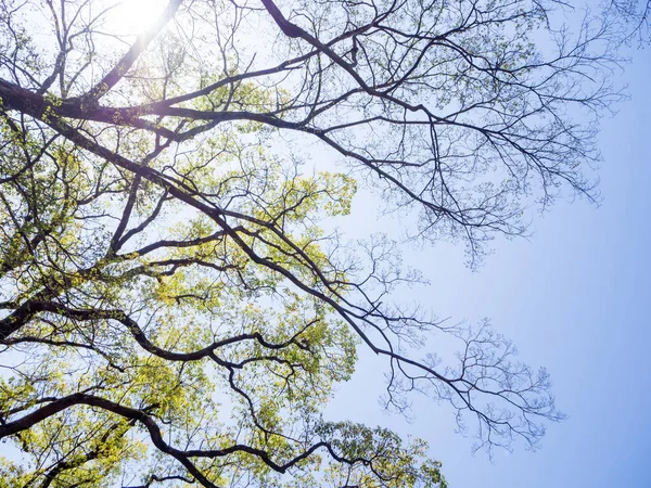 Trädgren mot blå himmel för bakgrund — Stockfoto