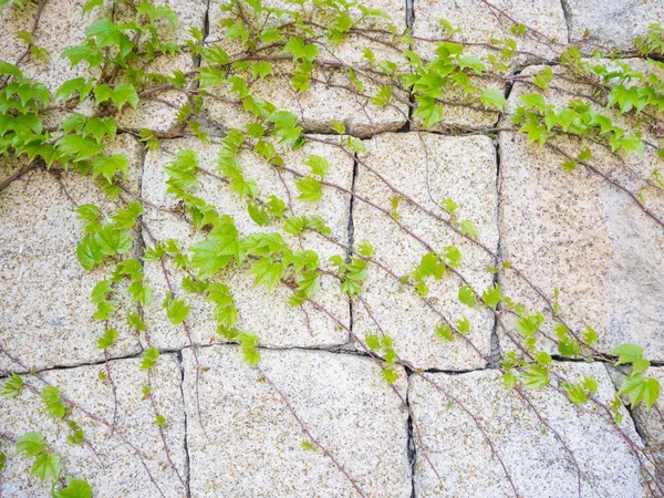 Hiedra planta arrastrándose en la pared de roca para el fondo —  Fotos de Stock