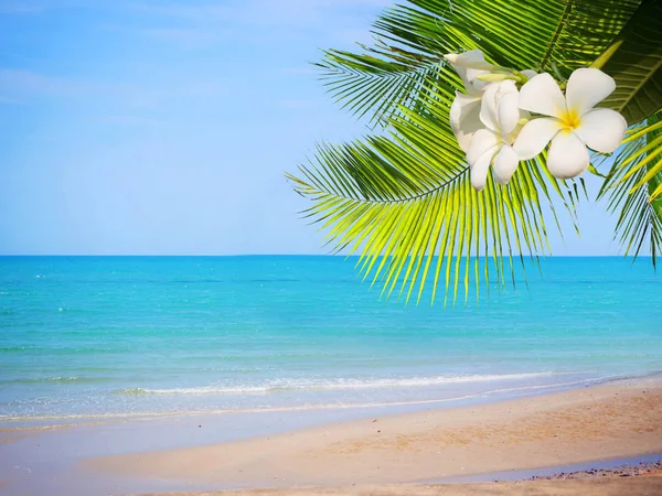 Концептуальный фон летнего пляжа с цветком плюмерии и кокосовым листом — стоковое фото