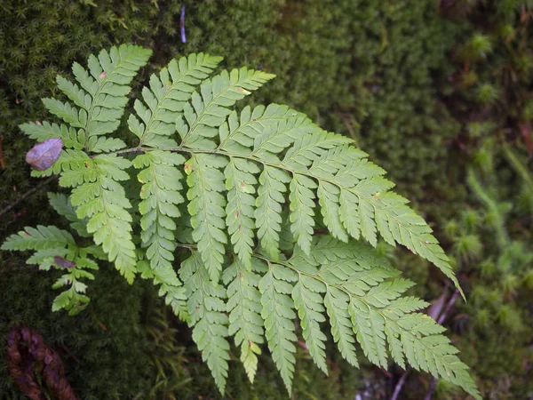 Groene varens groeien in het vochtige bos — Stockfoto