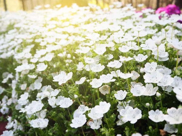 Vit blomma säng i trädgården — Stockfoto