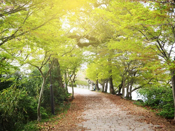 Yeşil akçaağaç ağaç ile yol yürüme şekilde Uji, Kyoto, Japonya — Stok fotoğraf