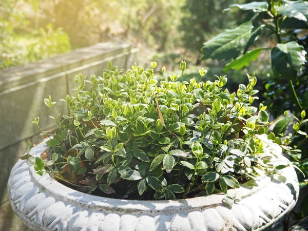 Zelené rostliny v hliněné hrnce dekorace v zahradě — Stock fotografie