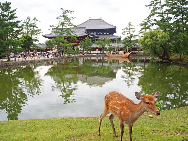 Templo de Todaiji o sítio de herança mundial em Nara, Japão com cervos — Fotografia de Stock