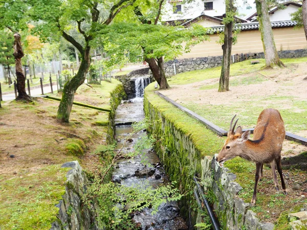 Jelen stojící v parku Nara, Japonsko — Stock fotografie