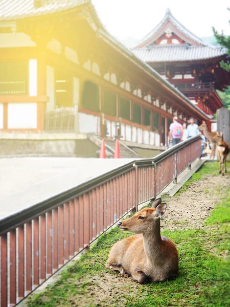 Cerfs dans le temple Todaiji site du patrimoine mondial à Nara, Japon — Photo