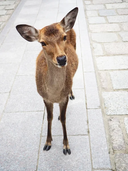 日本奈良公園で立っている鹿 — ストック写真