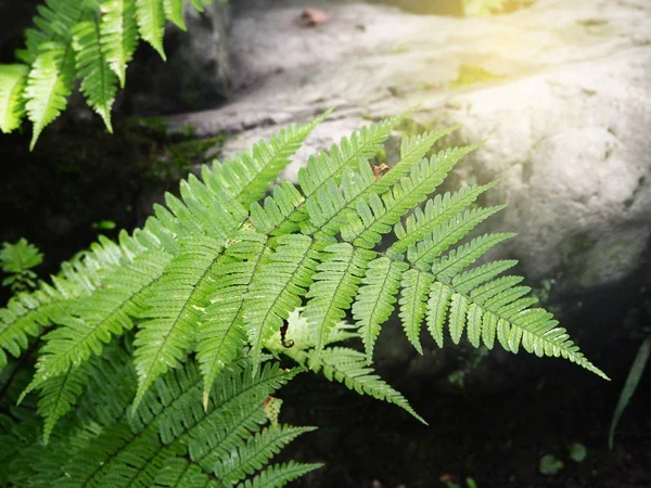 Grön ormbunke i skogen den naturliga bakgrunden — Stockfoto