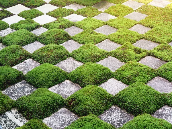Erba verde e motivi rocciosi in giardino per sfondo — Foto Stock