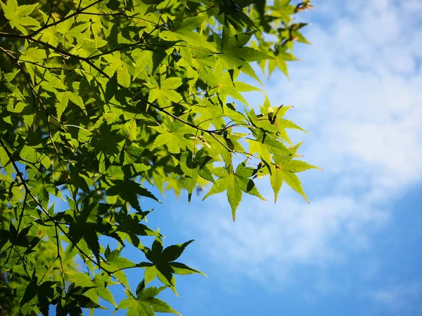 Green Japanese maple branch against blue sky — Stock Photo, Image