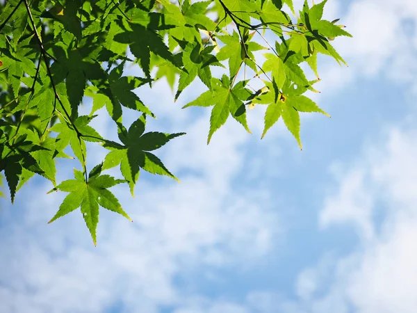 Green Japanese maple branch against blue sky — Stock Photo, Image