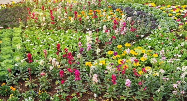 Colorful of flower bed in garden — Stock Photo, Image