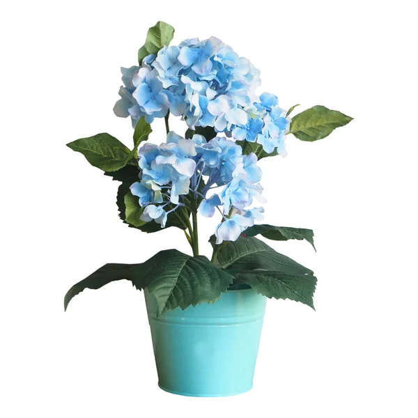 Dekorasi pot bunga hidrangea biru pada latar belakang putih — Stok Foto