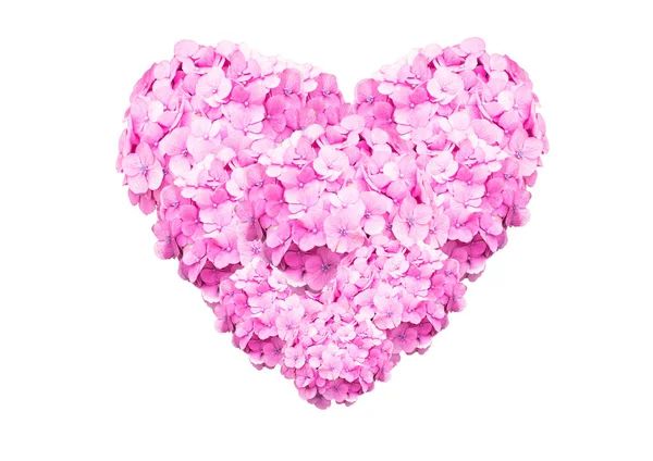 Hortensia rosa con aislamiento en forma de corazón sobre fondo blanco — Foto de Stock