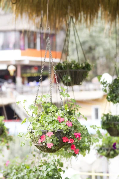 Flower hanging pot decoration in the garden — Stock Photo, Image