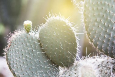 Doku Texas kaktüs bahçede