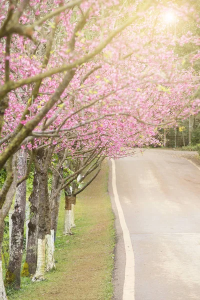 Pembe yol Sakura güzel türetilmiş — Stok fotoğraf