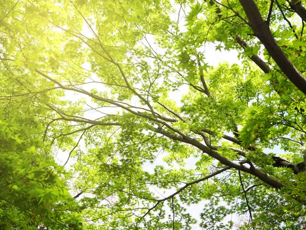 Зеленый кленовый ветвь дерева для фона — стоковое фото