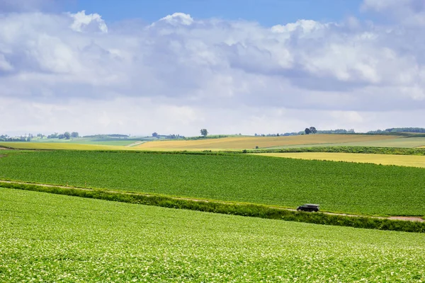 Natuurlijke landschapsmening van boom en gras veld in Biei, Hokkaido — Stockfoto