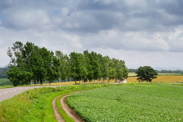 Vista natural da paisagem do campo de árvore e grama em Biei, Hokkaido — Fotografia de Stock