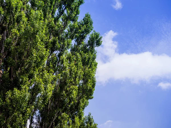 Kavak ağacı mavi gökyüzü karşı — Stok fotoğraf