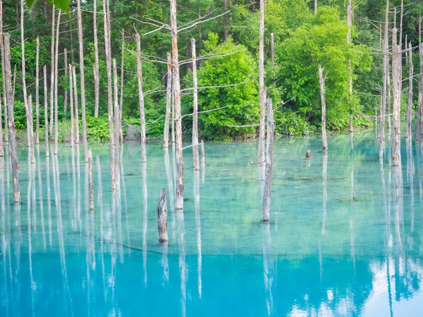 夏北海道、美瑛の青い池 — ストック写真