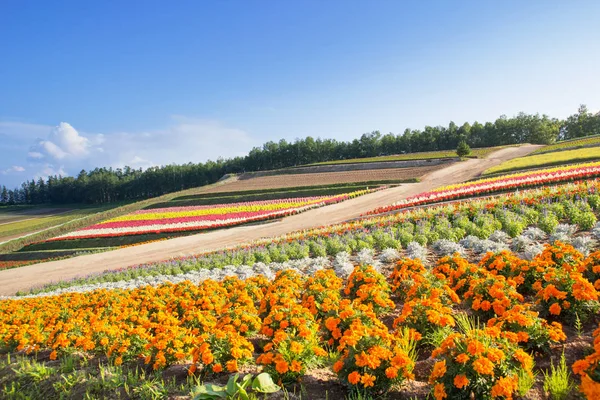 Colorido de macizo de flores en la colina en verano en Biei, Hokkaido, Japón —  Fotos de Stock