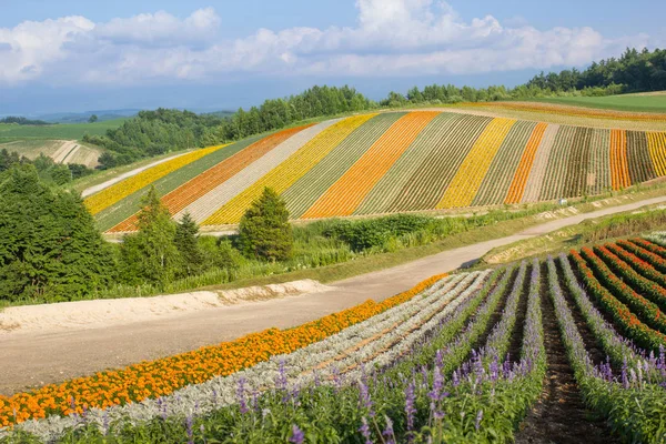 Colorido de canteiro de flores na colina no verão em Biei, Hokkaido, Japão — Fotografia de Stock