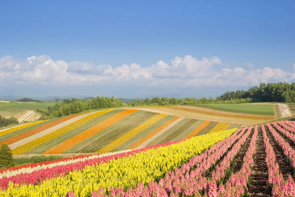 Colorido de macizo de flores en la colina en verano en Biei, Hokkaido, Japón —  Fotos de Stock