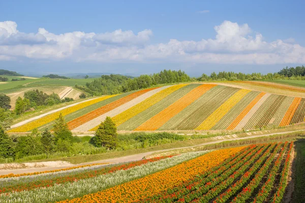 Colorido de macizo de flores en la colina en verano en Biei, Hokkaido, Japón —  Fotos de Stock