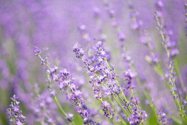 Furano, Hokkaido, Japonya'nın yaz aylarında lavanta çiftliği