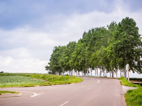 Paisagem de árvore grande e campo verde com estrada em Biei, Hokkaido — Fotografia de Stock