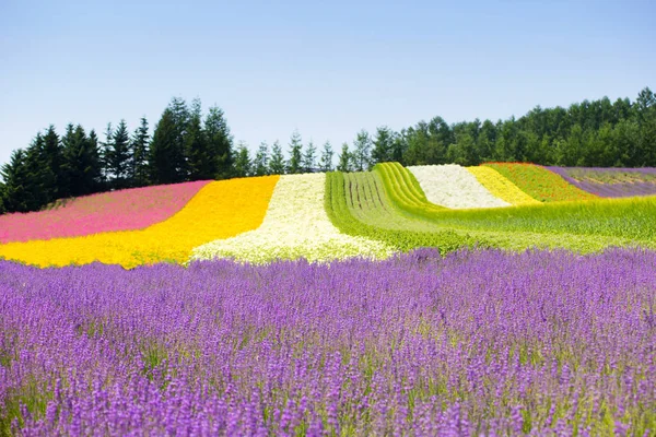 Renkli çiçek yatak için bahçede, Furano, Hokkaido