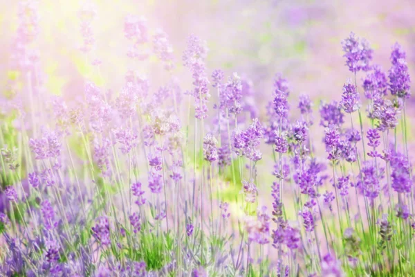 Lavender farm w lecie w Furano Hokkaido, Japonia — Zdjęcie stockowe