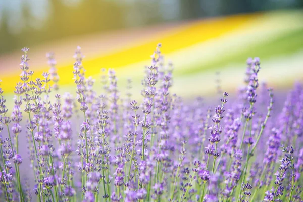 Colorido de canteiro de flores no jardim, Furano, Hokkaido — Fotografia de Stock